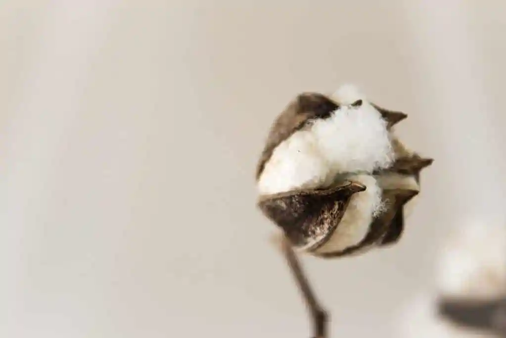 natural cotton